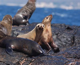 Montague Island Nature Reserve - Queensland Tourism 2
