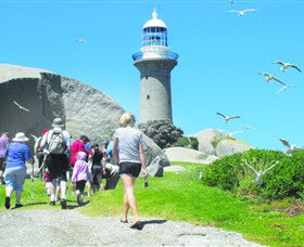 Montague Island Nature Reserve - Queensland Tourism 3