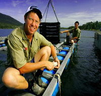 Armstrong Oysters - Queensland Tourism