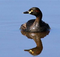 Panboola Wetlands - QLD Tourism