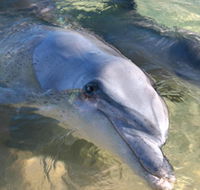 Dolphins of Monkey Mia - Queensland Tourism