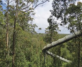 Tarkine Forest Adventures - Dismal Swamp - QLD Tourism 1