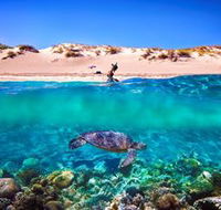 Snorkel the Ningaloo Reef - QLD Tourism
