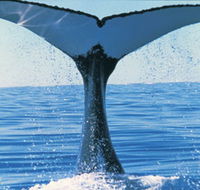 Humpback Whales - QLD Tourism