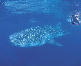 Ningaloo Reef - QLD Tourism 0