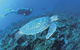 Ningaloo Reef - thumb 1