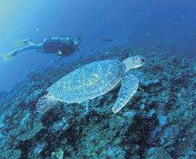 Ningaloo Reef - QLD Tourism 1