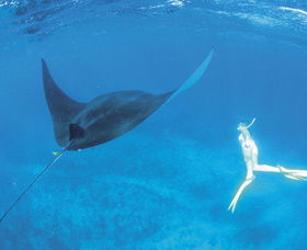 Ningaloo Reef - QLD Tourism 3