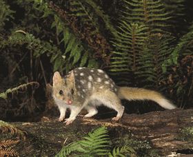 Tarkine Forest Reserve - QLD Tourism 0