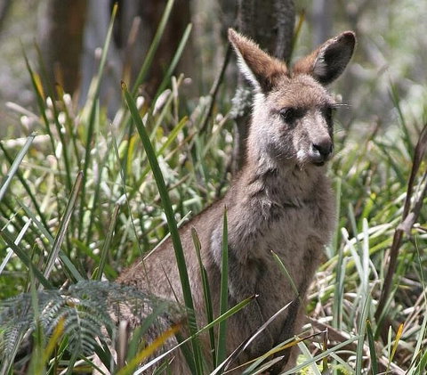 Blue Mountains Guides - QLD Tourism 0