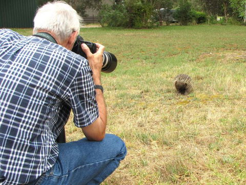 Echidna Walkabout Nature Tours - Queensland Tourism 7