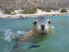 Calypso Star Charters - Queensland Tourism 0