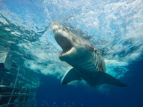 Calypso Star Charters - Queensland Tourism 4