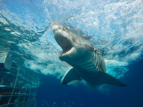 Calypso Star Charters - Queensland Tourism 7