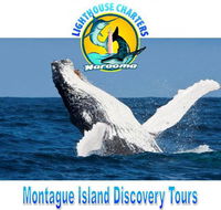 Lighthouse Charters Narooma - Queensland Tourism