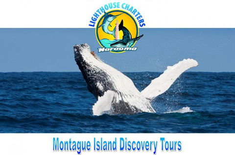 Lighthouse Charters Narooma - Queensland Tourism 0