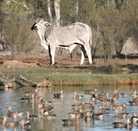 Natural Encounters Trail - QLD Tourism