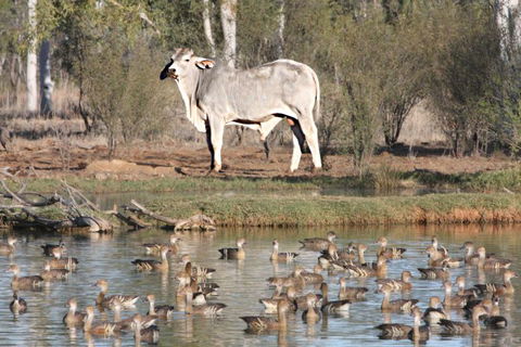 Natural Encounters Trail - QLD Tourism 0