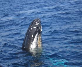 Jervis Bay Whales - QLD Tourism 1