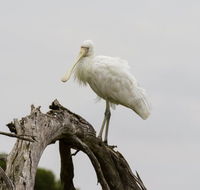 Melbourne Birding Tours - Queensland Tourism