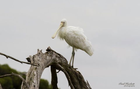 Melbourne Birding Tours - Queensland Tourism 5