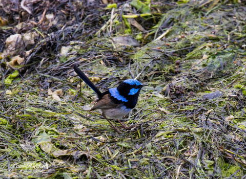 Melbourne Birding Tours - Queensland Tourism 7