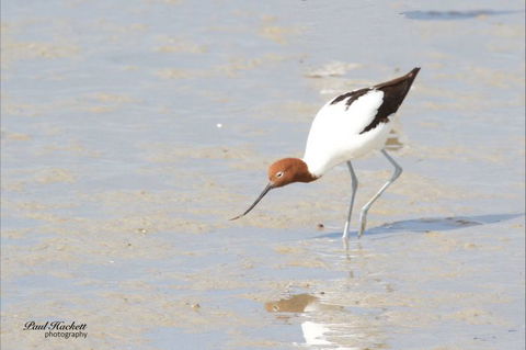 Melbourne Birding Tours - Queensland Tourism 13