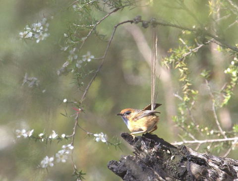 Melbourne Birding Tours - Queensland Tourism 15