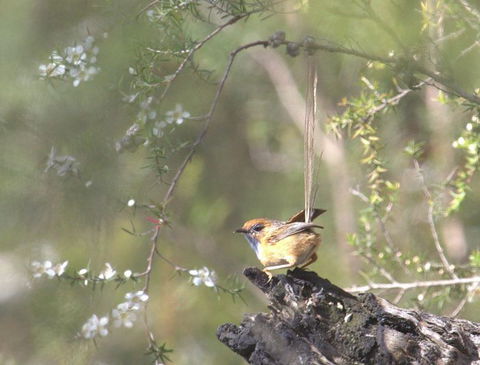 Melbourne Birding Tours - Queensland Tourism 16