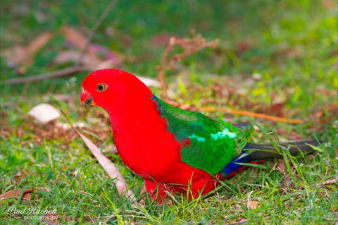 Melbourne Birding Tours - Queensland Tourism 19