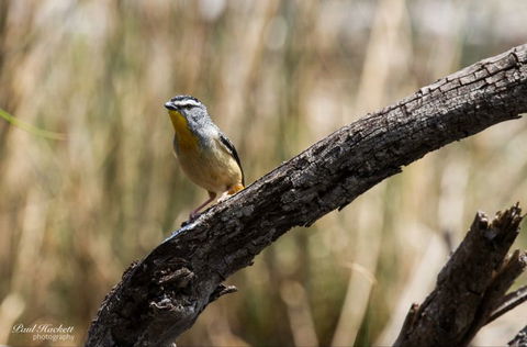 Melbourne Birding Tours - Queensland Tourism 22