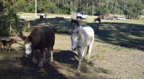 AAA Horse Riding & More - QLD Tourism 2
