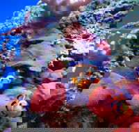 Tropical Marine Centre - QLD Tourism