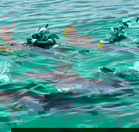 Swim with Dolphins Day Trip from Perth - Queensland Tourism