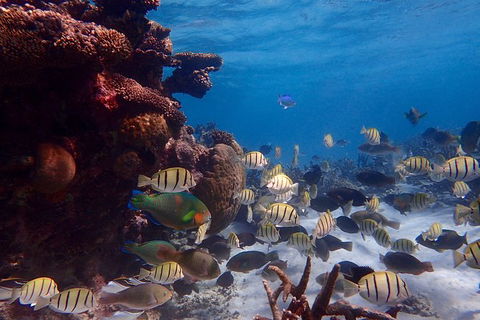 Lagoon Explorer - Ningaloo Reef Full-Day Kayaking And Snorkeling Adventure - QLD Tourism 6