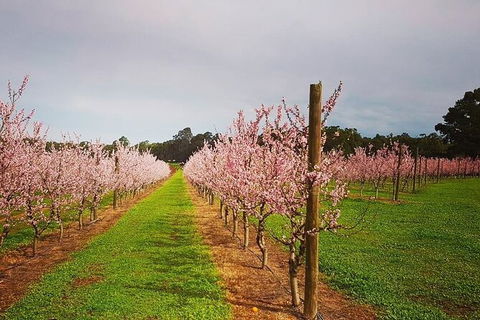 Small-Group Bickley Valley Wine Tour - Queensland Tourism 11