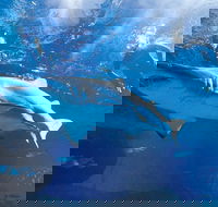 Snorkel with Sharks at AQWA - Queensland Tourism