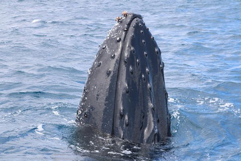 Jet Boat Whale Watching Safari From Dunsborough - Queensland Tourism 1