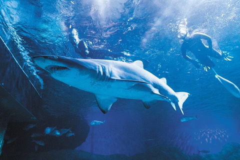 AQWA The Aquarium Of Western Australia: General Admission - QLD Tourism 9