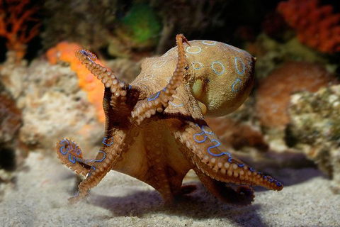 AQWA The Aquarium Of Western Australia: General Admission - QLD Tourism 15
