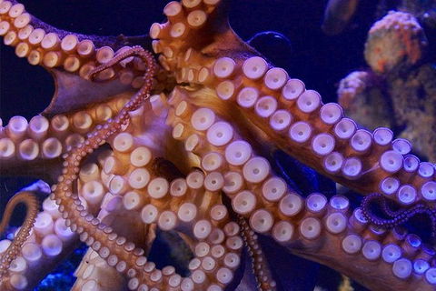 AQWA The Aquarium Of Western Australia: General Admission - QLD Tourism 8