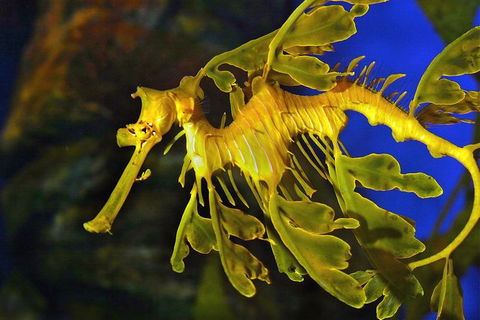 AQWA The Aquarium Of Western Australia: General Admission - QLD Tourism 13