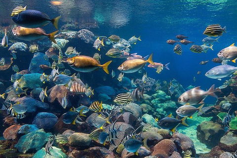 AQWA The Aquarium Of Western Australia: General Admission - QLD Tourism 10