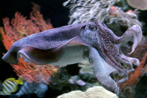 AQWA The Aquarium Of Western Australia: General Admission - QLD Tourism 16