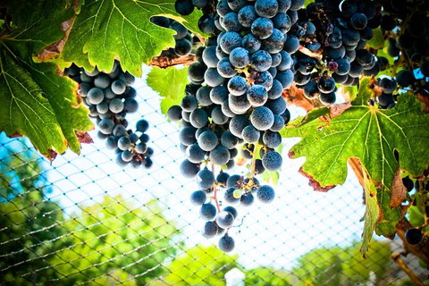 Margaret River Wine Adventure - The Tour For People Who Don\'t Do Tours! - QLD Tourism 19