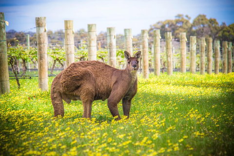 Margaret River Wine Adventure - The Tour For People Who Don\'t Do Tours! - QLD Tourism 23