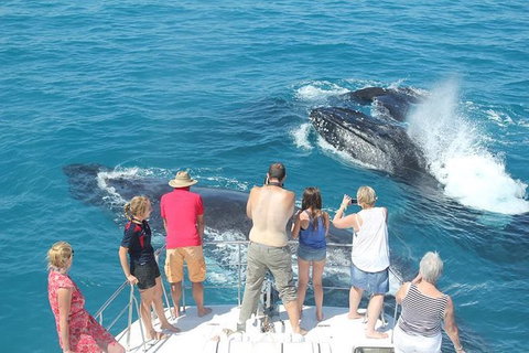 Half-Day Whale Watching Sunset Cruise From Broome - QLD Tourism 1