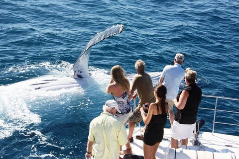 Half-Day Whale Watching Sunset Cruise From Broome - QLD Tourism 2