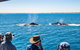 Half-Day Whale Watching Sunset Cruise From Broome - thumb 5