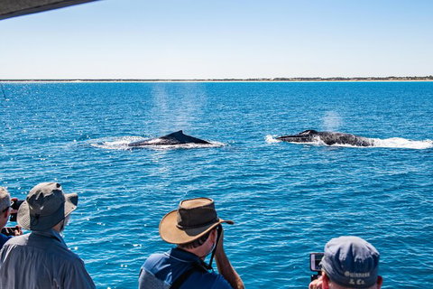 Half-Day Whale Watching Sunset Cruise From Broome - QLD Tourism 5